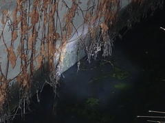 Fejervarya cancrivora