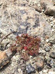 Chorizanthe aphanantha