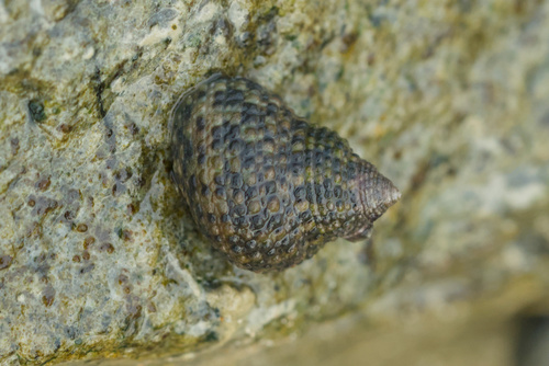 Monodonta labio observed 2026-08-30