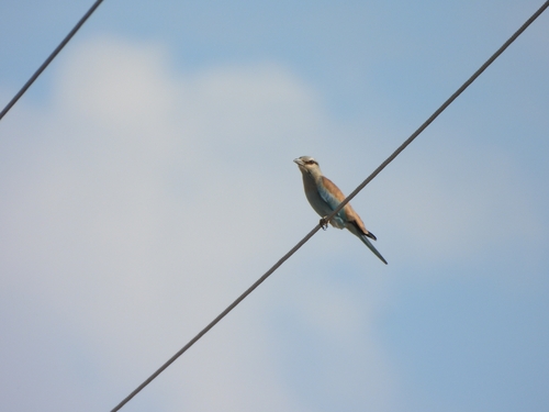 European Roller