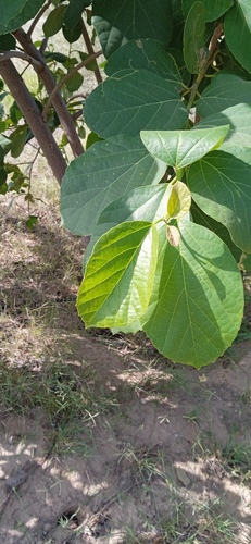 Assyrian Plum