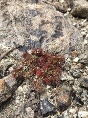 Chorizanthe aphanantha