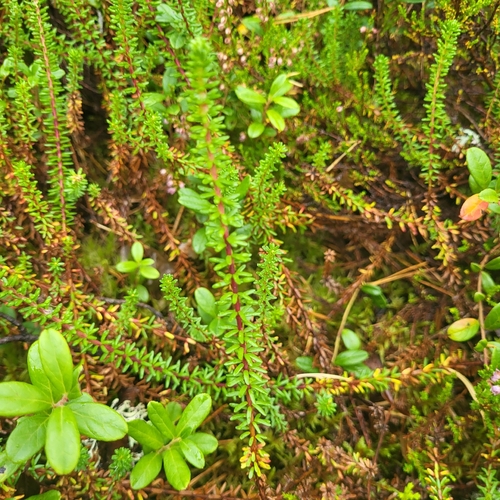black crowberry