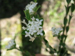 Pimelea flava dichotoma