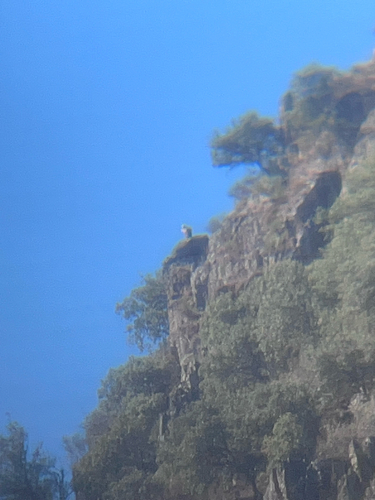 Eurasian Griffon
