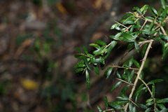 Pittosporum viscidum