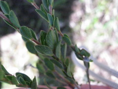 Pimelea flava dichotoma