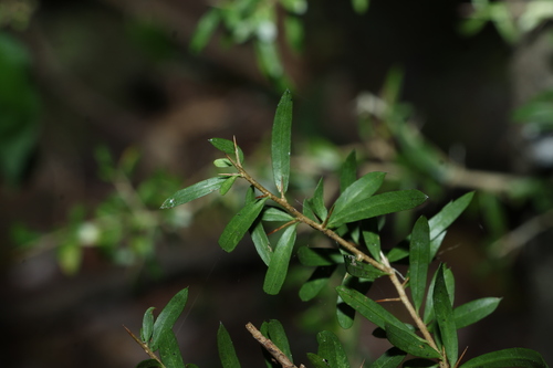 Pittosporum viscidum, photograph 1