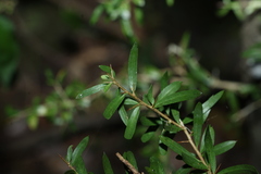 Pittosporum viscidum, photograph (c) Greg Tasney, some rights reserved (CC BY-SA)