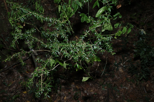 Pittosporum viscidum, photograph 2