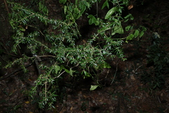 Pittosporum viscidum, photograph (c) Greg Tasney, some rights reserved (CC BY-SA)