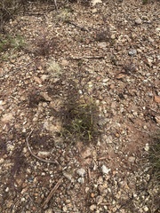 Cordylanthus rigidus rigidus