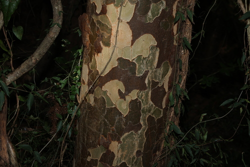 Flindersia collina, photograph 3