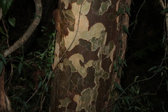 Flindersia collina, photograph (c) Greg Tasney, some rights reserved (CC BY-SA)