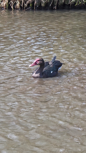 iNaturalist image
