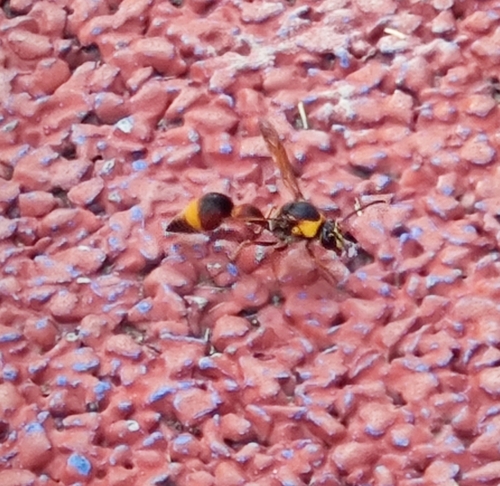 Oreumenes decoratus