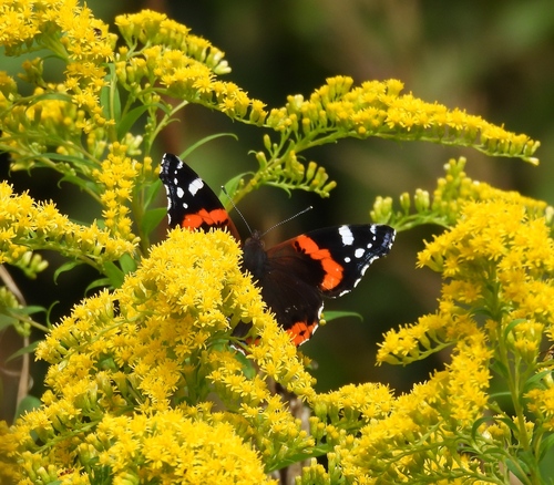 Red Admiral