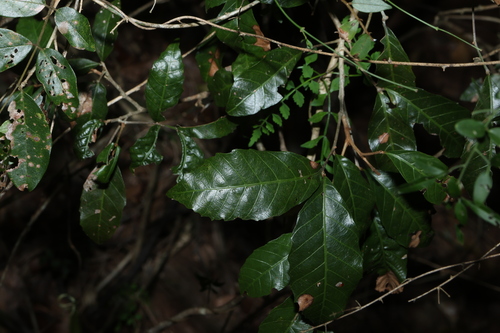 Arytera foveolata, photograph 5