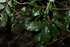Arytera foveolata, photograph (c) Greg Tasney, some rights reserved (CC BY-SA)
