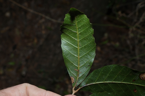 Arytera foveolata, photograph 6