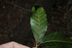 Arytera foveolata, photograph (c) Greg Tasney, some rights reserved (CC BY-SA)