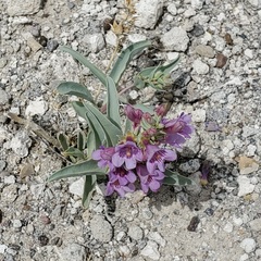 Penstemon immanifestus