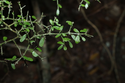 Everistia vacciniifolia