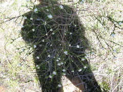 Pimelea flava dichotoma