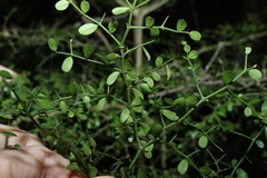 Everistia vacciniifolia, photograph (c) Greg Tasney, some rights reserved (CC BY-SA)