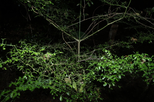 Everistia vacciniifolia, photograph 2