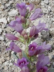Penstemon immanifestus
