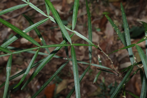 Atalaya salicifolia, photograph 4