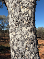 Flindersia maculosa, photograph (c) Paul Coddington, some rights reserved (CC BY)