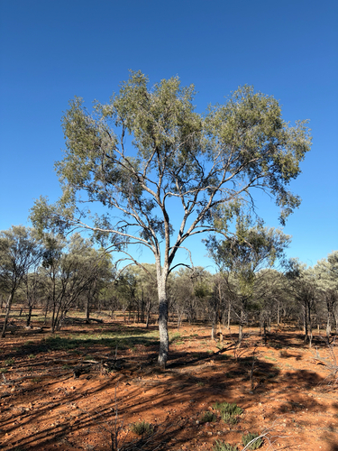Flindersia maculosa