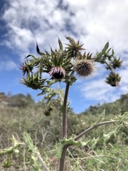 Cirsium fontinale obispoense