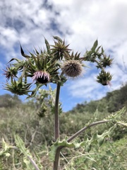 Cirsium fontinale obispoense