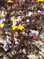 Erythranthe serpentinicola