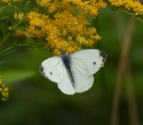 Green-veined White