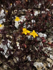 Erythranthe serpentinicola