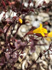 Erythranthe serpentinicola