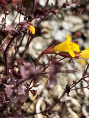 Erythranthe serpentinicola