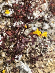 Erythranthe serpentinicola