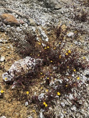 Erythranthe serpentinicola