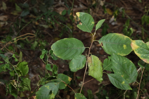 Turraea pubescens observed 2026-08-19