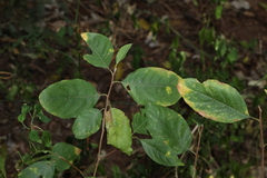 Turraea pubescens, photograph (c) Greg Tasney, some rights reserved (CC BY-SA)