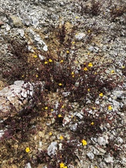 Erythranthe serpentinicola