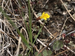 Erythranthe serpentinicola