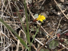 Erythranthe serpentinicola