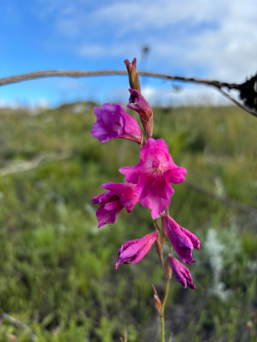 Gladiolus hirsutus