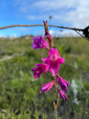 Gladiolus hirsutus